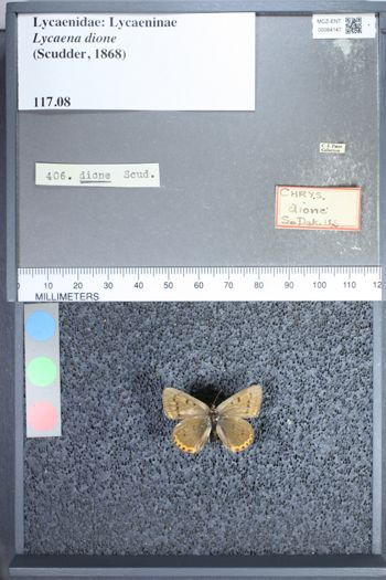 Media type: image;   Entomology 64147
